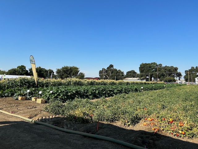 Field photo