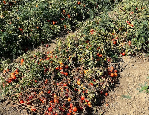 Field photo