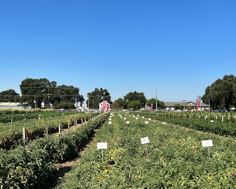 Field photo